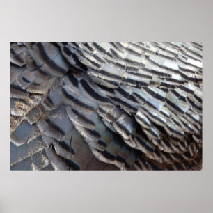 Wild Turkey Feathers II Abstract Nature Design Poster