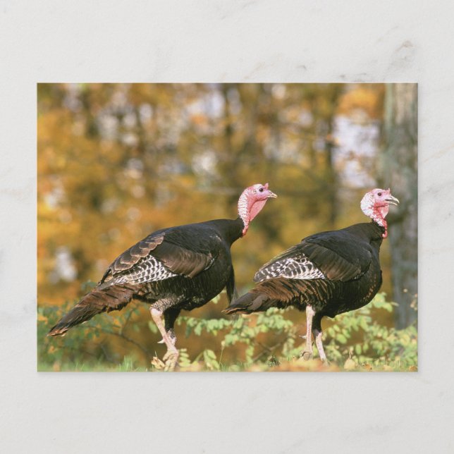 Wild Turkey Gobblers Postcard (Front)