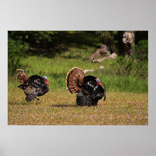 Wild Turkey Gobblers Poster (Front)