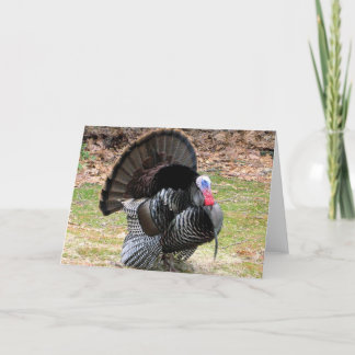 Wild Turkey Holiday Card