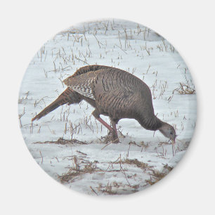 Wild Turkey in Snowy Field Magnet
