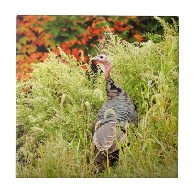 Wild Turkey in Tall Grass In Autumn   Ceramic Tile (Front)