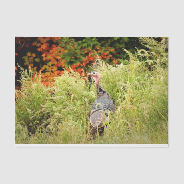 Wild Turkey in Tall Grass In Autumn Tissue Paper (Front)