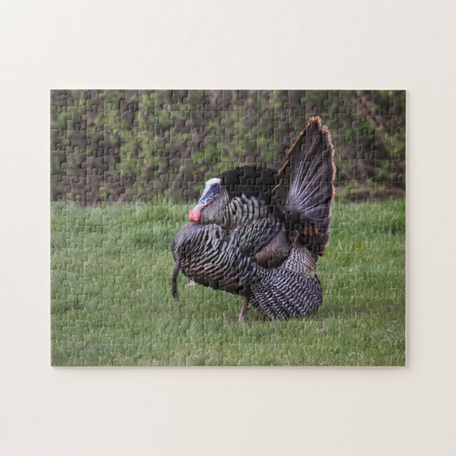 Wild Turkey Jigsaw Puzzle (Horizontal)