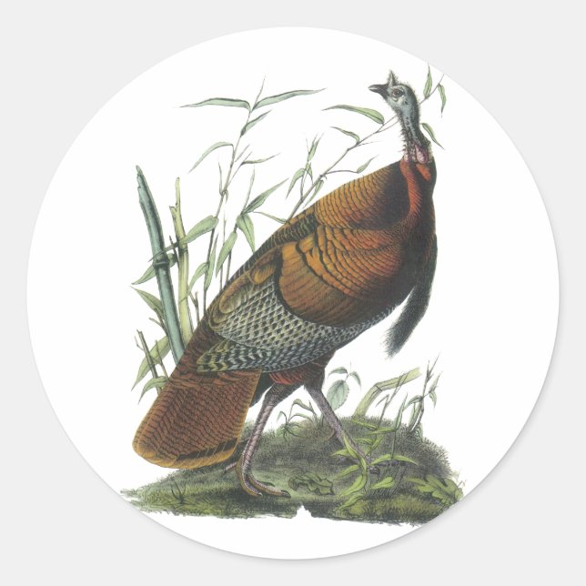 Wild Turkey, John Audubon Classic Round Sticker (Front)