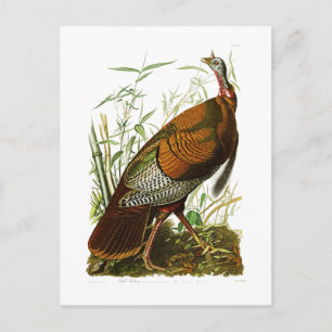Wild Turkey John James Audubon Birds of America Postcard