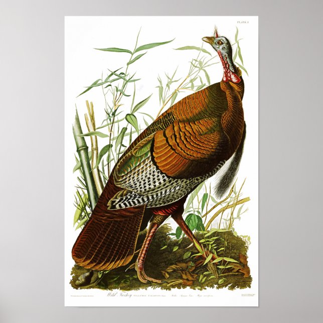 Wild Turkey John James Audubon Birds of America Poster (Front)