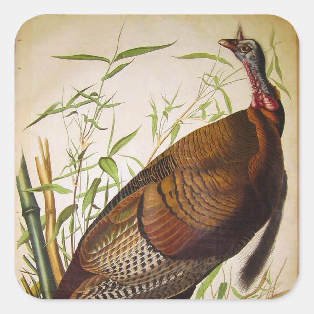 Wild Turkey, John James Audubon Square Sticker (Front)