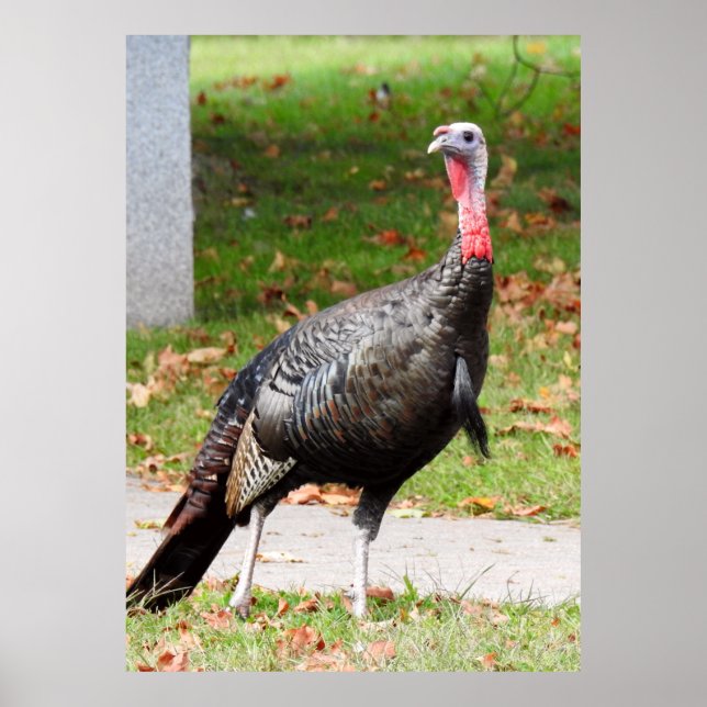 Wild Turkey -Kevin the Wethersfield Turkey  Poster (Front)