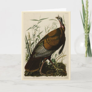 Wild Turkey (Male) from Audubon's Birds of America Card