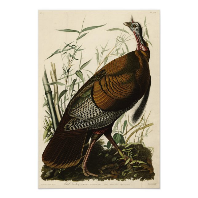 Wild Turkey (Male) from Audubon's Birds of America Photo Print (Front)