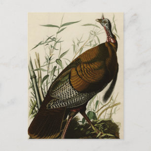Wild Turkey (Male) from Audubon's Birds of America Postcard