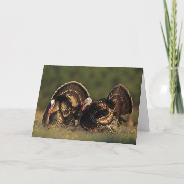 Wild Turkey, Meleagris gallopavo,males Card (Front)