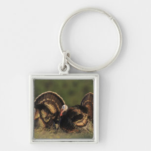 Wild Turkey, Meleagris gallopavo,males Key Ring