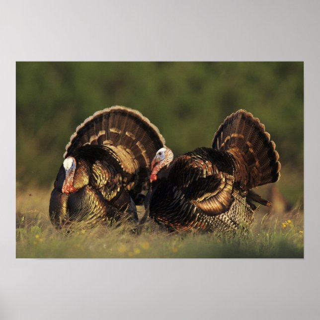Wild Turkey, Meleagris gallopavo,males Poster (Front)