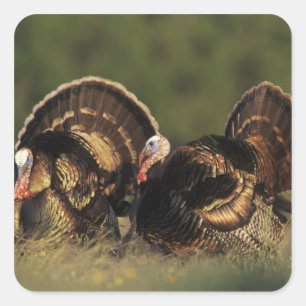 Wild Turkey, Meleagris gallopavo,males Square Sticker