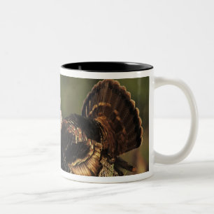 Wild Turkey, Meleagris gallopavo,males Two-Tone Coffee Mug