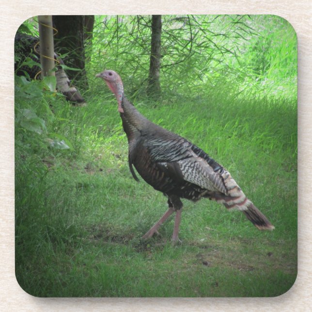 Wild Turkey on the Lawn Coaster (Front)