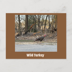 Wild Turkey Postcard