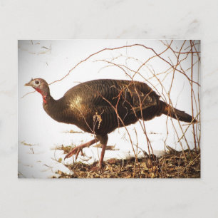 Wild Turkey Postcard