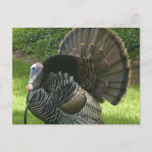 Wild Turkey Postcard