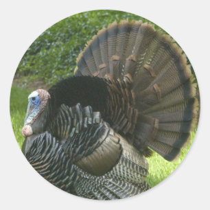 Wild Turkey Stickers