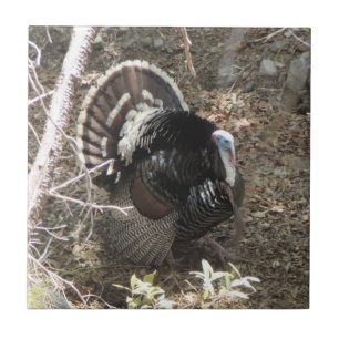 Wild Turkey Strutting for the Ladies Tile