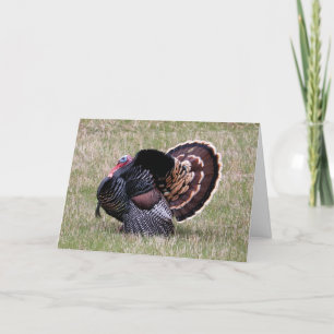Wild Turkey Thanksgiving Holiday Card