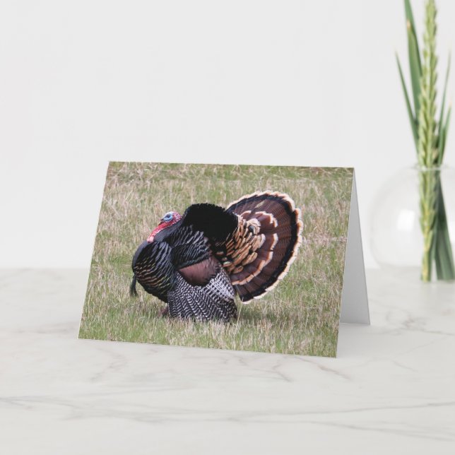 Wild Turkey Thanksgiving Holiday Card (Front)
