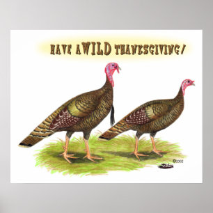 Wild turkey Thanksgiving Poster