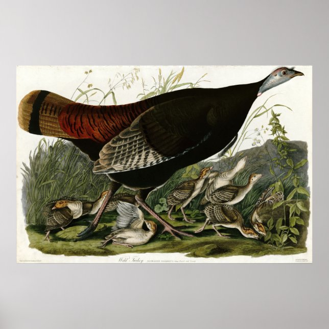 Wild Turkey The Birds of America by James Audubon Poster (Front)