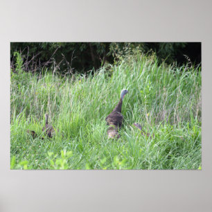Wild Turkeys in Grass Poster