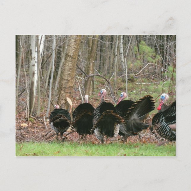 Wild Turkeys Photo by Lorette Starr Postcard (Front)
