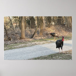 Wild Turkeys Poster