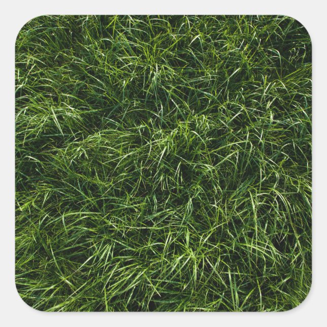 wild unruly deep grass (closeup) square sticker (Front)