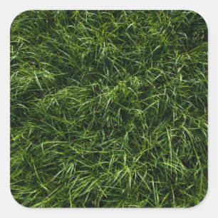wild unruly deep grass (closeup) square sticker