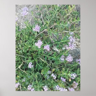 Wild Verbena Purple Flowers in Natural Habitat Poster