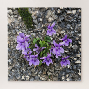 Wild Viola flowers growing from a rough cast wall Jigsaw Puzzle