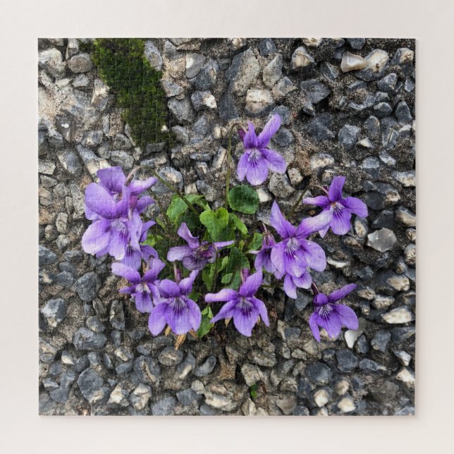 Wild Viola flowers growing from a rough cast wall Jigsaw Puzzle (Vertical)