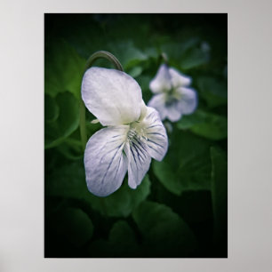 Wild Violet Flower Photographic Art Print Portrait