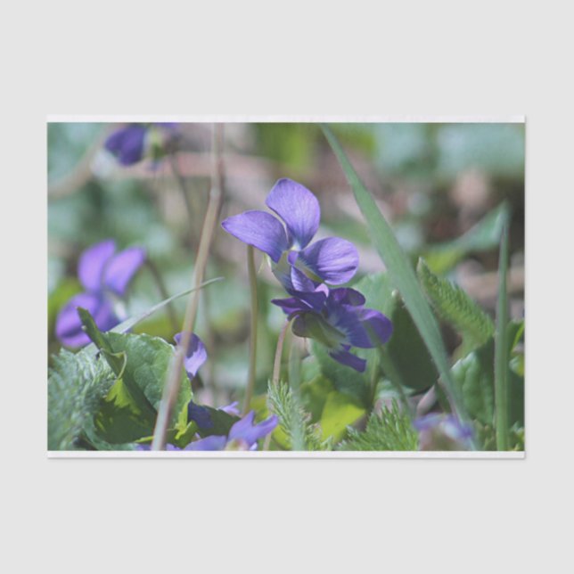 Wild violets tissue paper (Front)