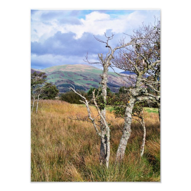 WILD WALES PHOTO PRINT (Front)