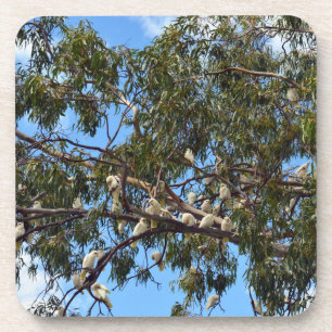 Wild White Australian Cockatoos, Coaster