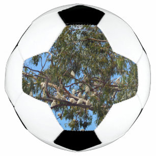 Wild White Australian Cockatoos, Soccer Ball