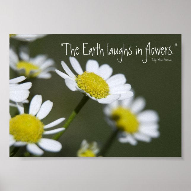 Wild White Daisies Poster (Front)