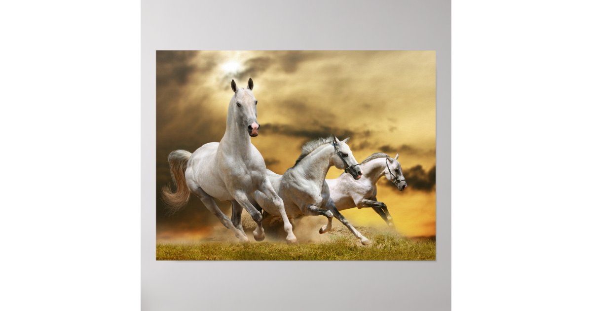 Wild White Horses Poster | Zazzle