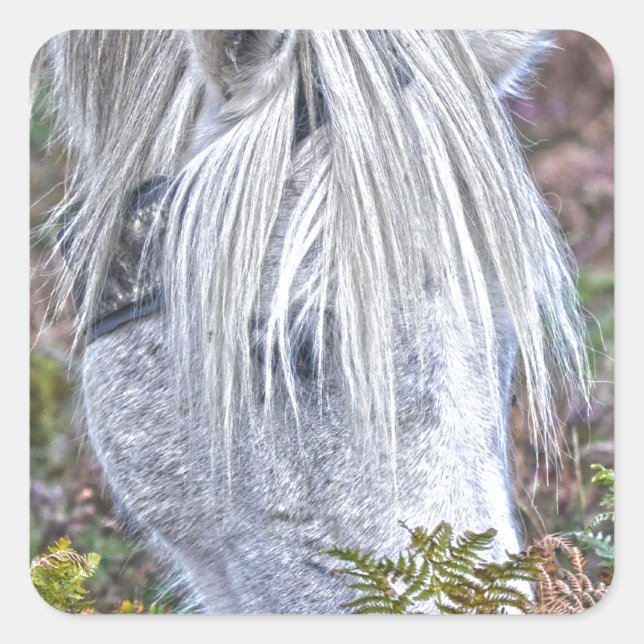 Wild White New Forest Pony Grazing on Bracken Square Sticker (Front)
