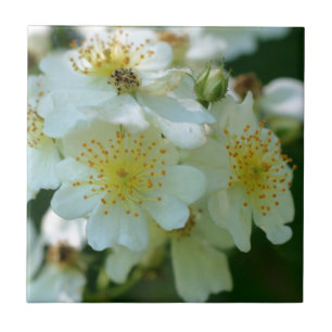 Wild White Rambling Rose Flowers Nature Ceramic Tile