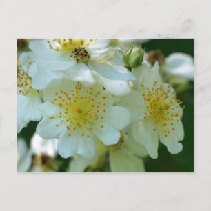Wild White Rambling Roses Flowers Postcard