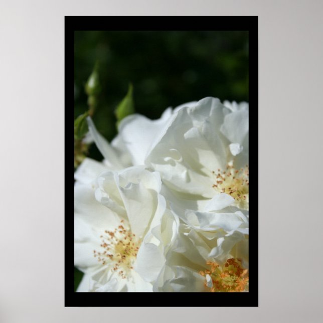 Wild White Roses 3 Floral Photography Poster (Front)